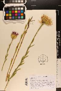 Plectocephalus americanus image