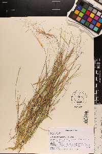 Triplasis purpurea image