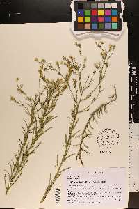 Croptilon rigidifolium image