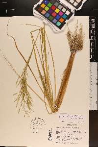 Panicum dichotomiflorum var. dichotomiflorum image