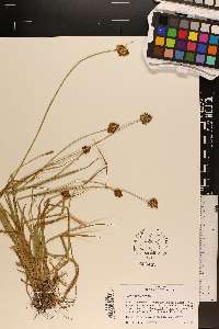 Carex ebenea image