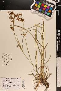 Scirpus pendulus image