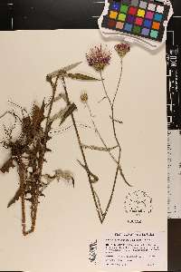 Cirsium carolinianum image