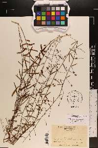 Stylisma angustifolia image