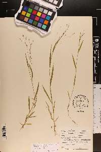 Steinchisma hians image