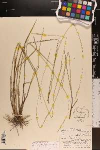 Coleataenia tenera image