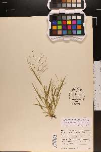 Panicum philadelphicum subsp. philadelphicum image