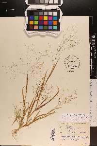 Panicum philadelphicum subsp. philadelphicum image