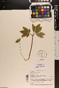 Panax trifolium image
