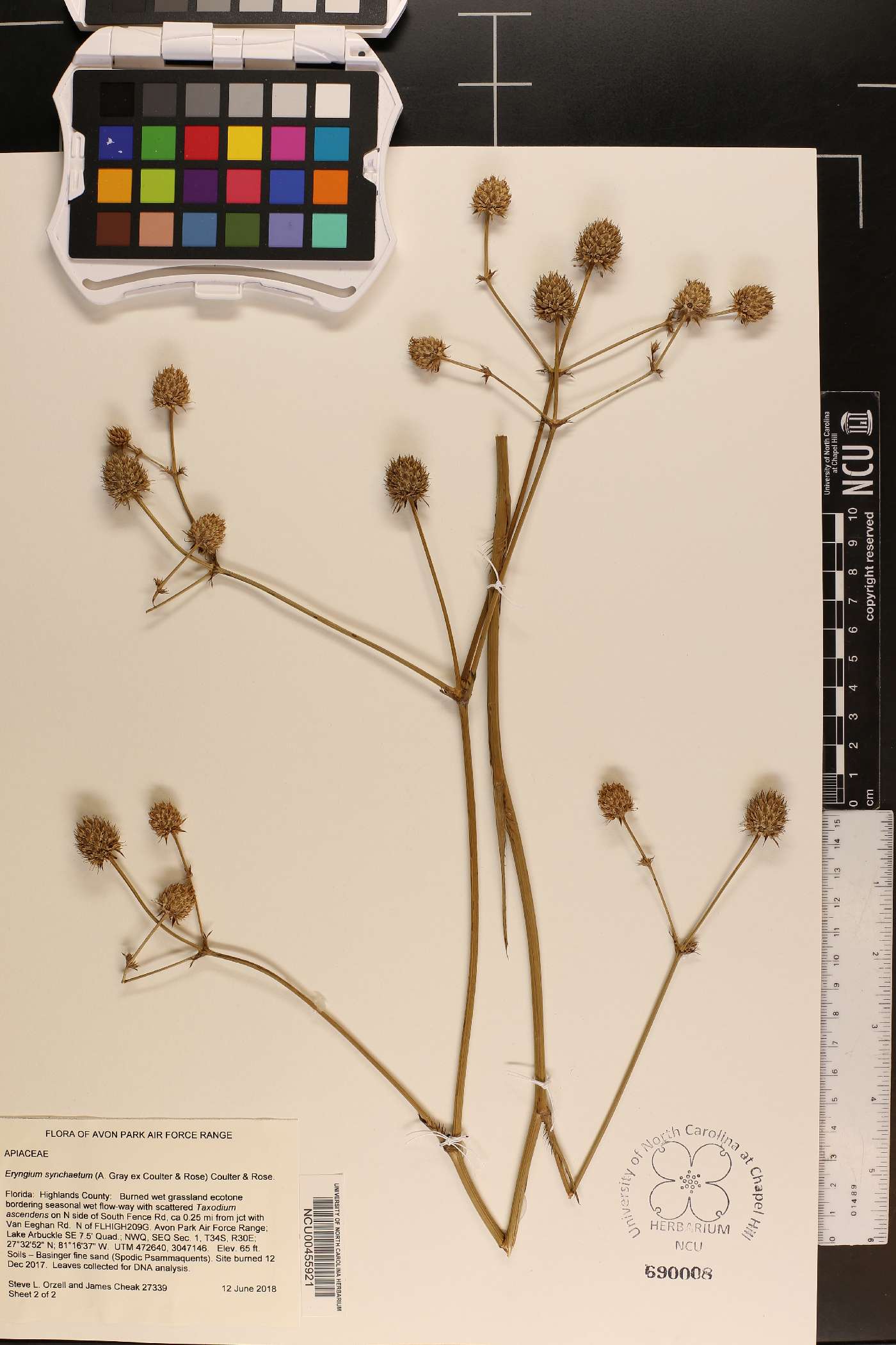 Eryngium synchaetum image