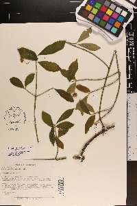 Euonymus obovatus image