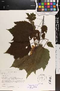 Acer spicatum image