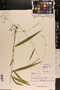 Brachyelytrum erectum image