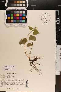 Viola canadensis var. corymbosa image