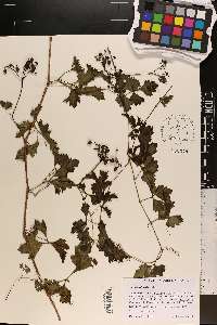 Cissus trifoliata image
