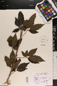 Vitex negundo image