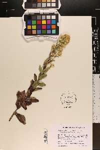 Solidago rigida subsp. glabrata image