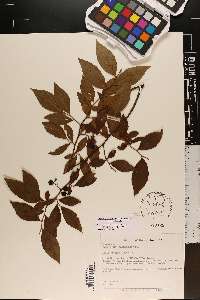 Vaccinium constablaei image