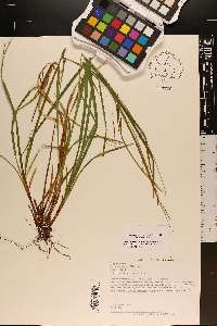 Carex debilis var. rudgei image