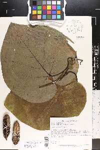 Aristolochia macrophylla image