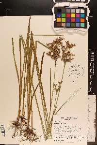 Juncus biflorus image