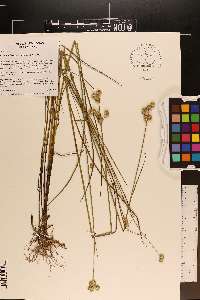 Juncus brachycarpus image