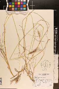 Bothriochloa ischaemum image