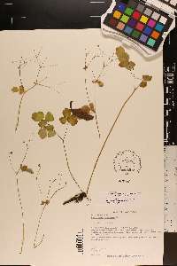 Thalictrum clavatum image