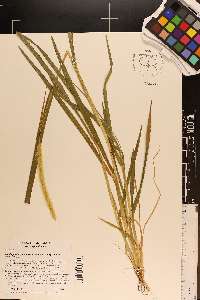 Setaria pumila subsp. pumila image