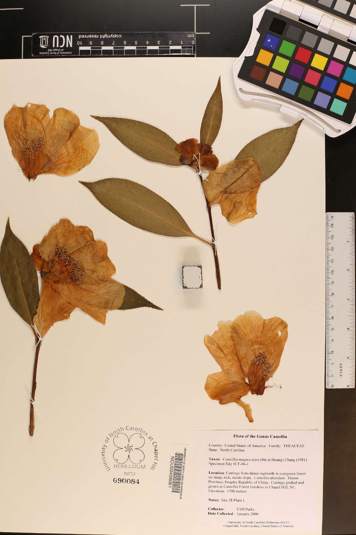 Camellia semiserrata var. magnocarpa image