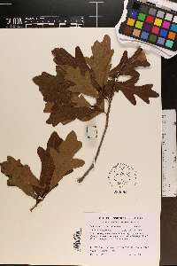 Quercus margarettae image