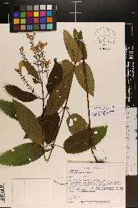 Scutellaria incana image