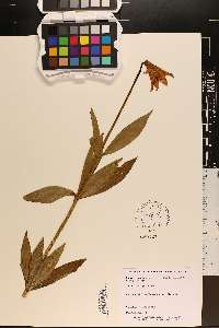Lilium grayi image