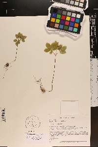 Panax trifolium image