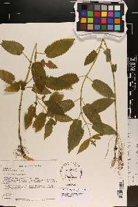 Stachys clingmanii image