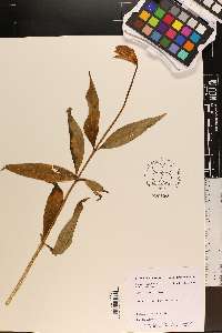 Lilium grayi image