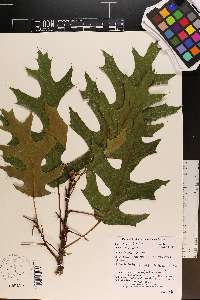 Quercus coccinea image