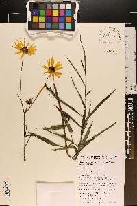 Helianthus angustifolius image