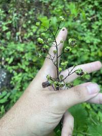 Scrophularia lanceolata image