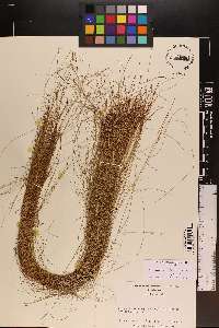 Eleocharis tenuis image