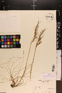 Poa bulbosa image