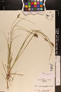 Carex complanata image