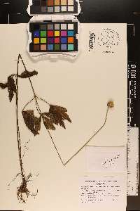 Anemone virginiana var. virginiana image