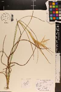 Andropogon gyrans image