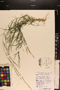 Muhlenbergia schreberi image