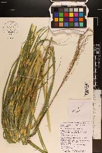 Miscanthus sinensis image