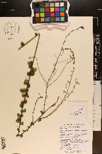 Desmodium ciliare image