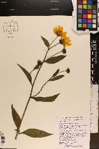 Helianthus × laetiflorus image