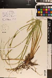 Carex striata var. brevis image