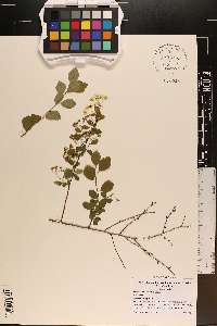 Spiraea trilobata image